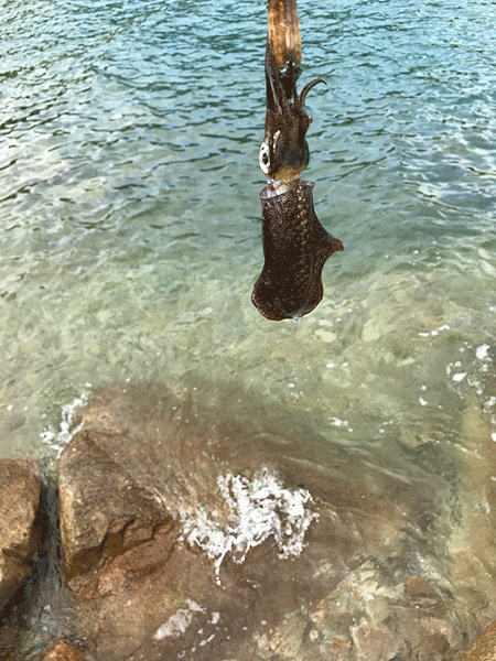 男鹿島エギング(2018-8)