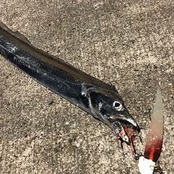 坊勢タチウオ（2018-1）