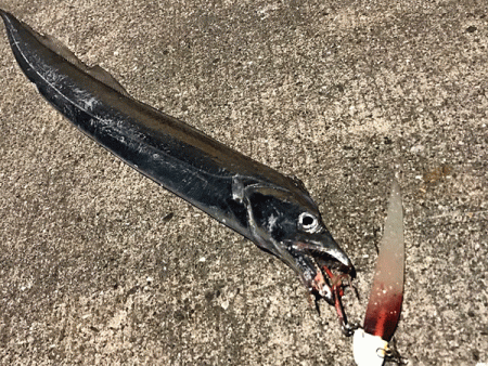 坊勢タチウオ（2018-1）