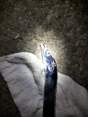 水軒ひと多し。しかし太刀魚は・・・