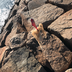 姫路イイダコ(2018-1)