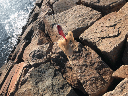 姫路イイダコ(2018-1)