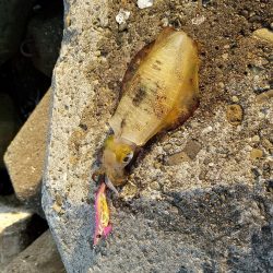 サイトエギングおもろいやん‼