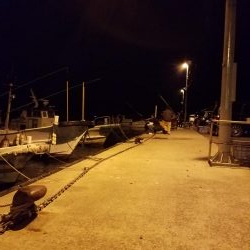 しっぶしぶな釣果