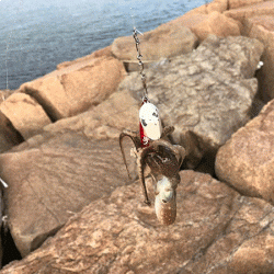 姫路イイダコ(2018-2)