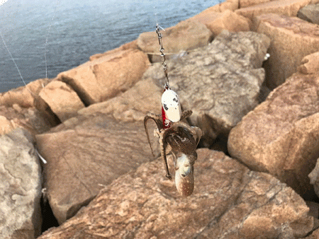 姫路イイダコ(2018-2)