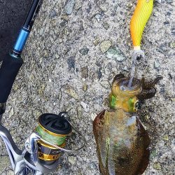 秋イカエギング