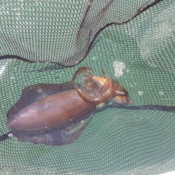 久々のマイボートフィッシング