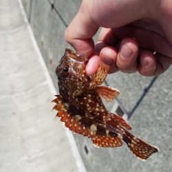 カワハギとアオリとゴミ拾い