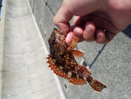 カワハギとアオリとゴミ拾い