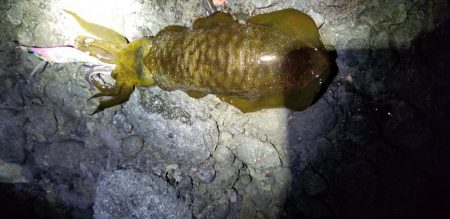 雨にも負けず、風にも負けず❗…