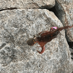 姫路イイダコ(2018-3)