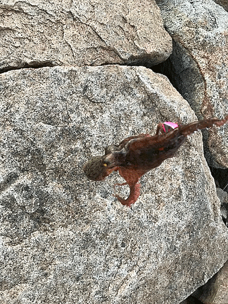 姫路イイダコ(2018-3)