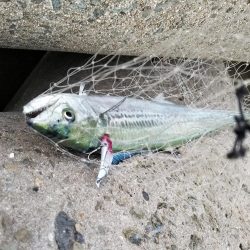 夕マズメ青物調査