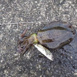 今シーズン初ヤエン