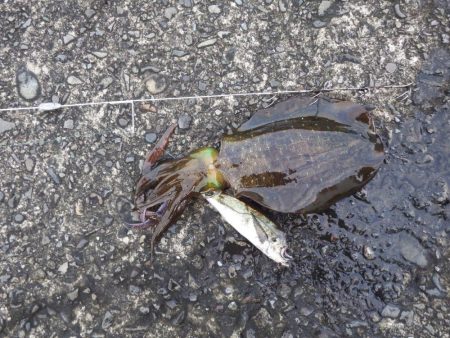 今シーズン初ヤエン