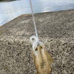 アオリイカお持ち帰り(^^)