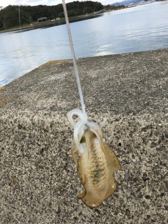 アオリイカお持ち帰り(^^)