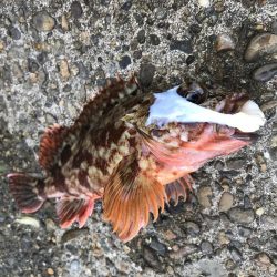 最後の最後に…