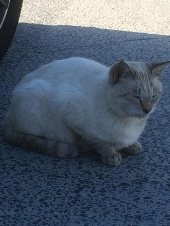 キャンプの釣り