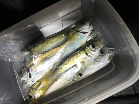 アジング・メバリング