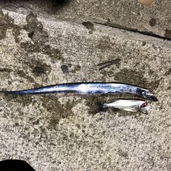 タチウオ シーバス