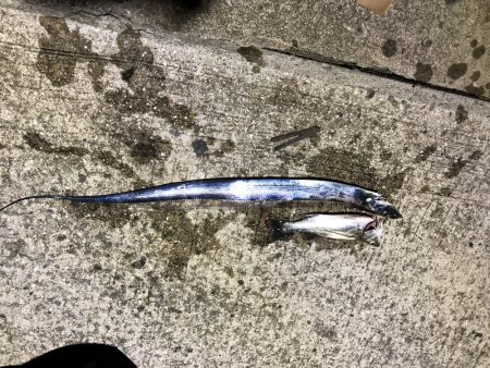 タチウオ シーバス