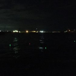 タチウオはどこに？