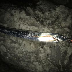 エギングショアジギング