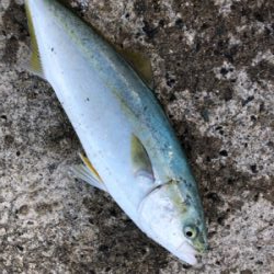 時合いが短かかったです。