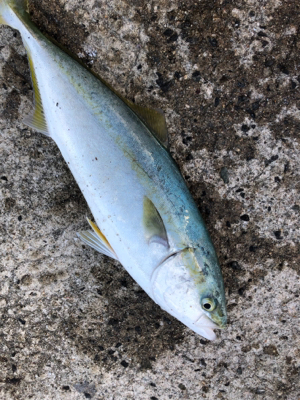 時合いが短かかったです。