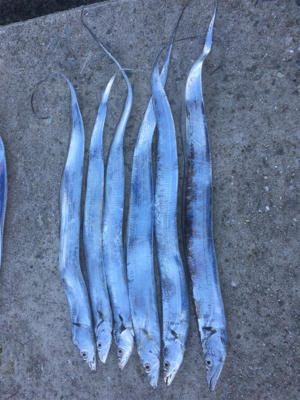 爆風の中の太刀魚