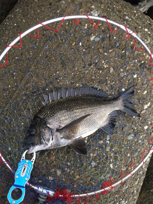 ゲキシブのテトラ