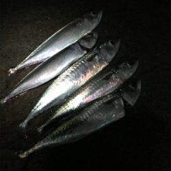 ルアー釣りでサバが！？