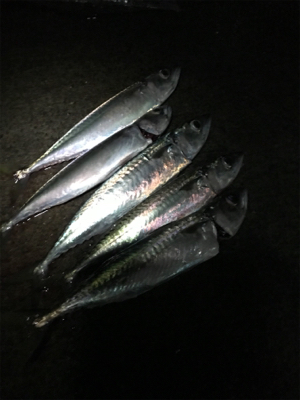 ルアー釣りでサバが！？