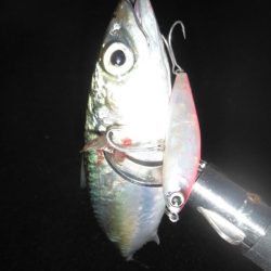 台風一過のサヨリパターン