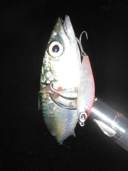 台風一過のサヨリパターン