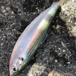 サビキで回遊魚、大きいボラも…♪