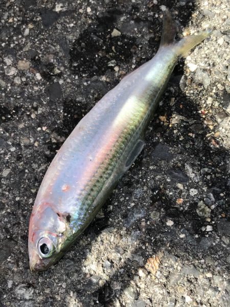 サビキで回遊魚、大きいボラも…♪