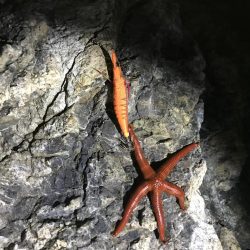 失った餌木…んぐ