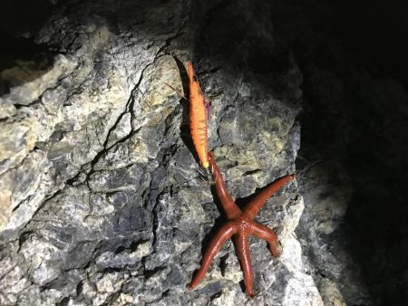 失った餌木…んぐ