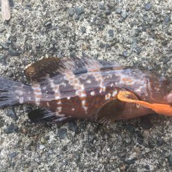 逃げのロックフィッシュ