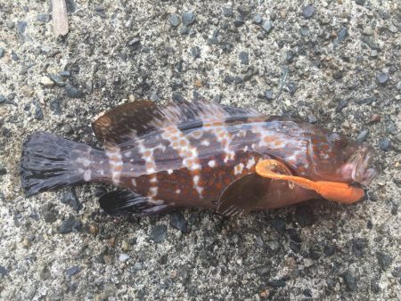 逃げのロックフィッシュ