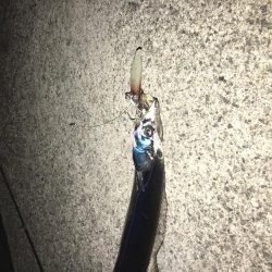 ワガママなタチウオ