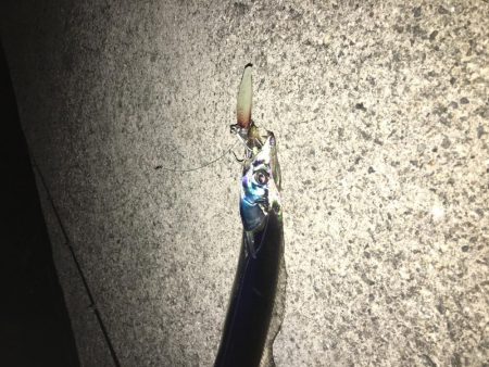 ワガママなタチウオ