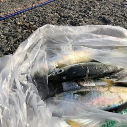 潮が強く 風も強く 青物反応なし