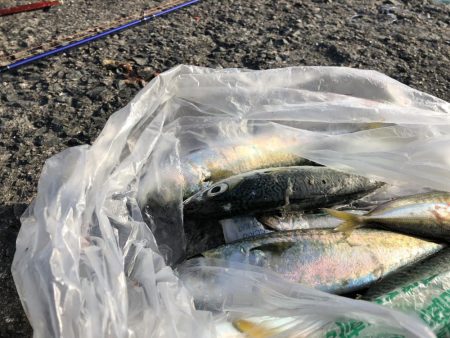 潮が強く 風も強く 青物反応なし