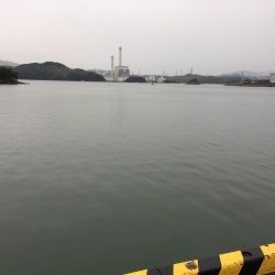 小雨の中、タチウオ