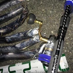 太刀魚と釣り人の多さは安定。