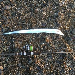 大神子でサゴシ